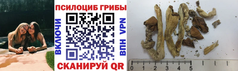 Галлюциногенные грибы Psilocybe  Ивангород 